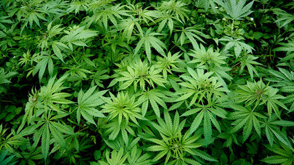 Exploring the Use of Broad-Spectrum Hemp Extract: Considerations for Pregnant and Nursing Women - thehemphaus