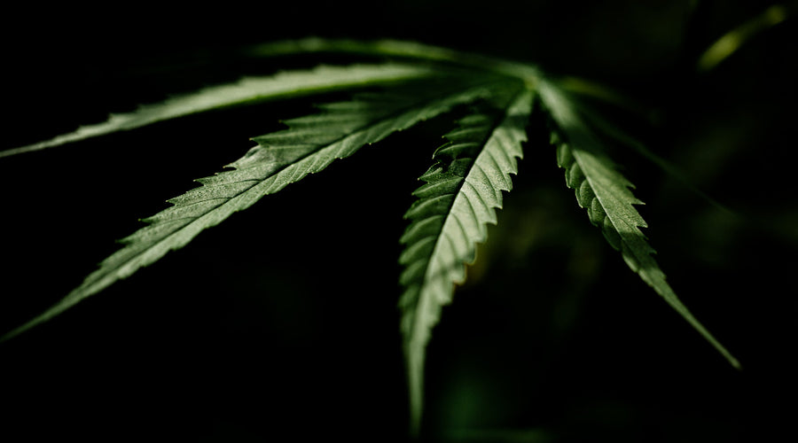 Explore the Benefits of Reishi Mushroom for General Health and Vitality - thehemphaus