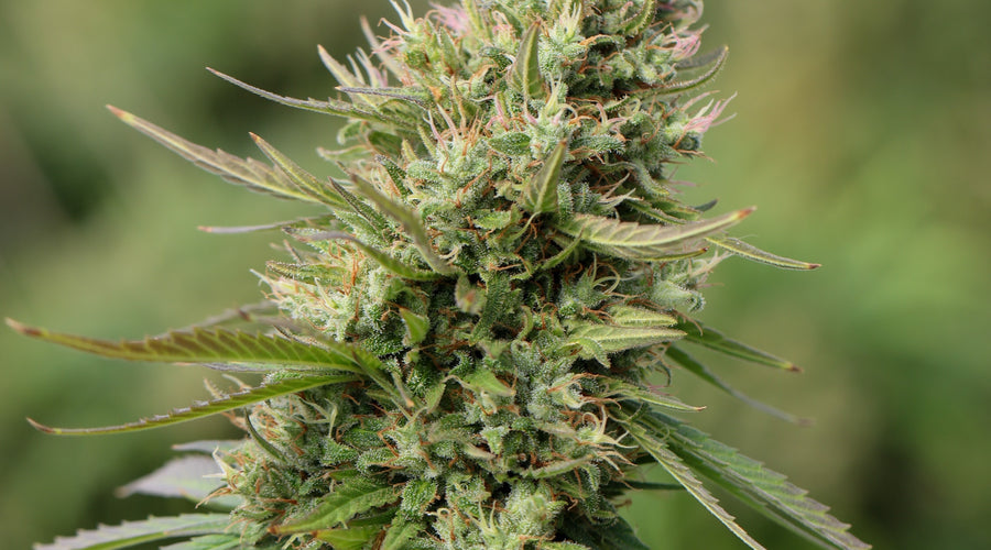 Exploring the Distinctive Characteristics of CBG (Cannabigerol) Among Cannabinoids - thehemphaus