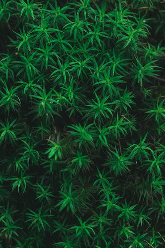 Hemp-Derived CBD Edibles: Exploring Their Possible Effects and Considerations - thehemphaus