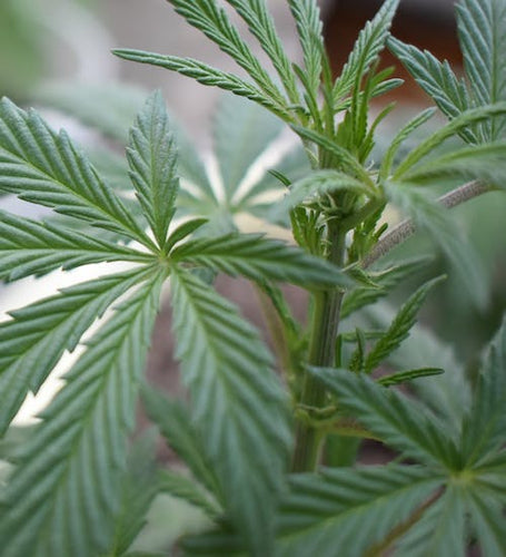 Understanding the Differences Between CBD Hemp and Marijuana - thehemphaus