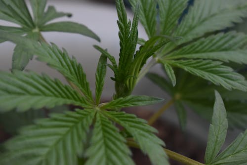 Understanding the chemical structure of Delta-10 THC - thehemphaus