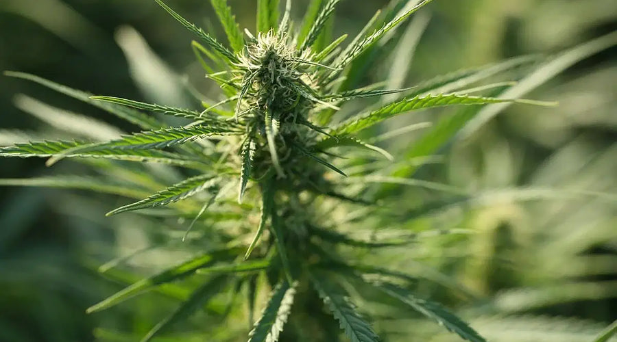 Exploring the Basic Chemical Structure of Delta-10 THC: A Simplified Guide - thehemphaus