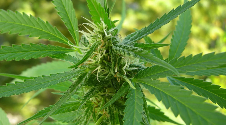 Is CBG psychoactive? - thehemphaus