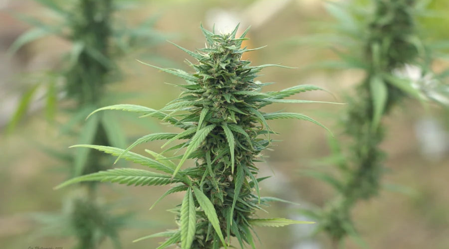 Exploring the Unique Properties of CBG: Understanding Its Distinct Role Among Cannabis Cannabinoids - thehemphaus