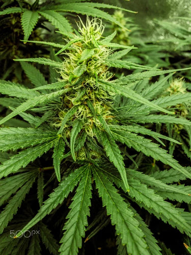 How much coco coir should be used when growing medicinal mushrooms? - thehemphaus