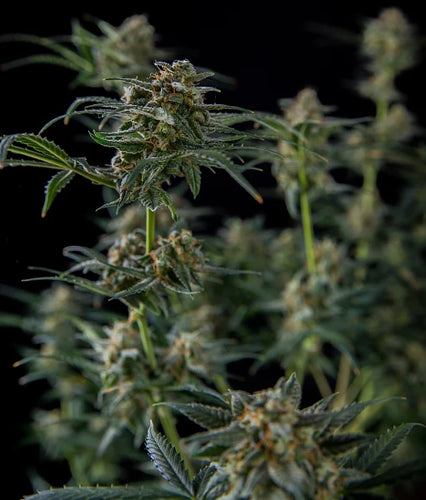 What type of coco coir is best for growing medicinal mushrooms? - thehemphaus
