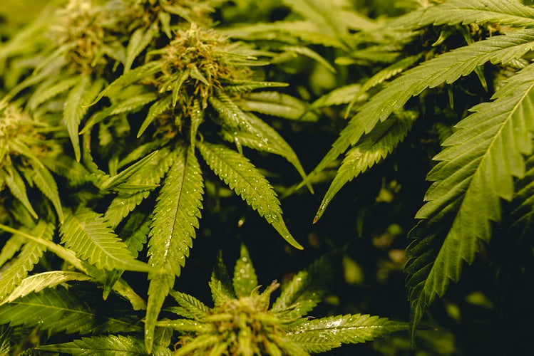 What are the advantages of using coco coir bags for growing medicinal mushrooms? - thehemphaus