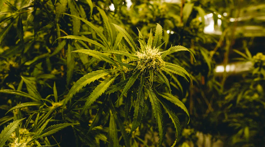 Supporting Overall Wellness: The Benefits of Cultivating Medicinal Mushrooms in Coco Coir Bags - thehemphaus