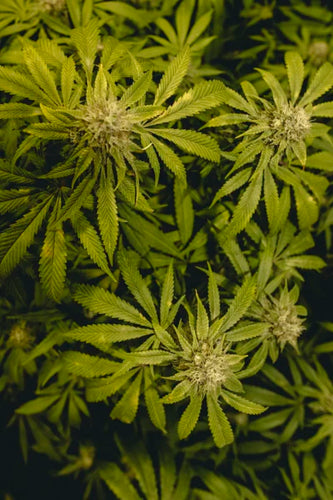 Best Practices for Cultivating Medicinal Mushrooms: A Guide to Mushroom Spawn Care - thehemphaus