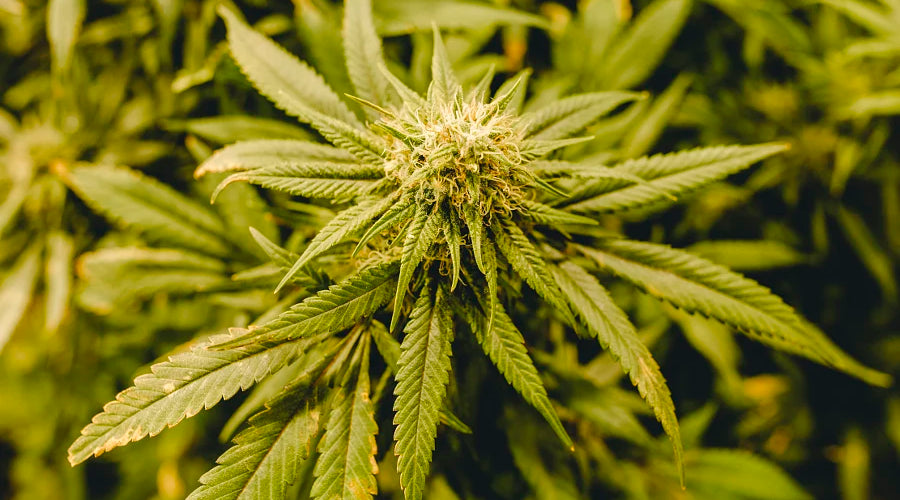 Optimizing Mushroom Spawn Preparation for Enhancing Medicinal Mushroom Cultivation Bags - thehemphaus