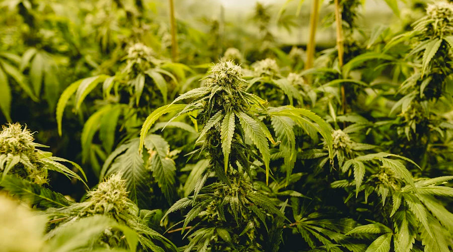 How is mushroom spawn made? - thehemphaus
