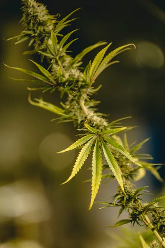 Exploring Suitable Mushroom Spawn Varieties for Use in Nutritional Mushroom Cultivation Bags - thehemphaus