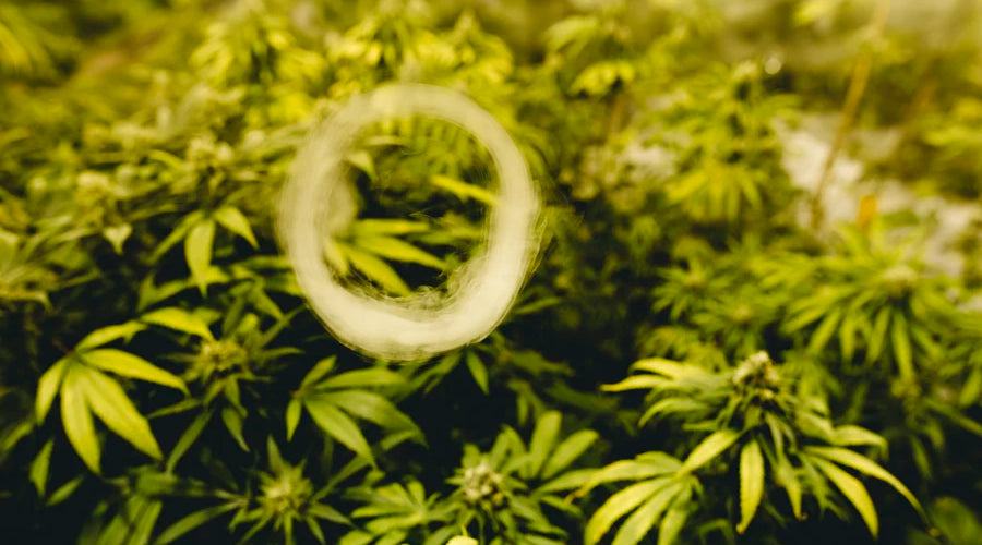 What other materials can be used in place of plastic bags for growing medicinal mushrooms? - thehemphaus