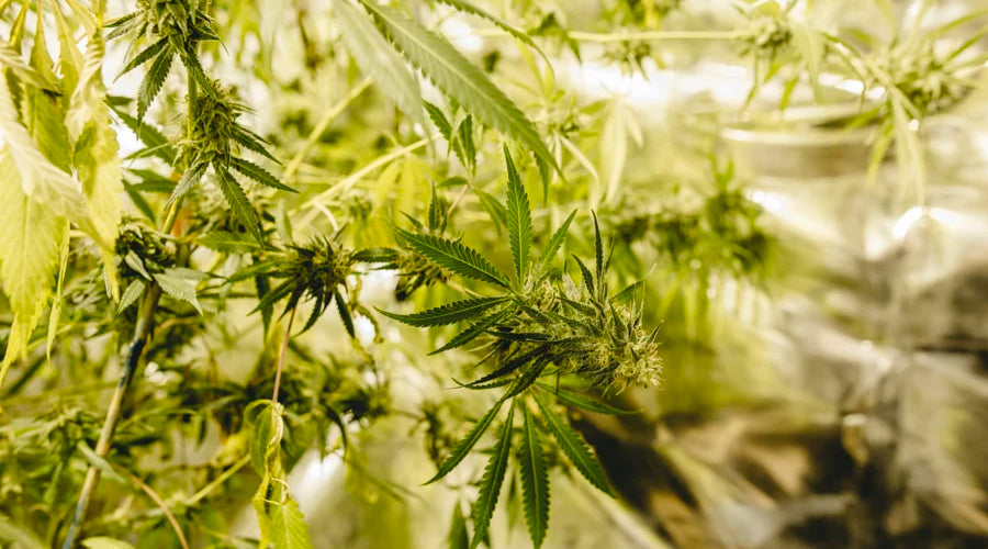 What are the advantages and disadvantages of using plastic bags for medicinal mushroom growth? - thehemphaus