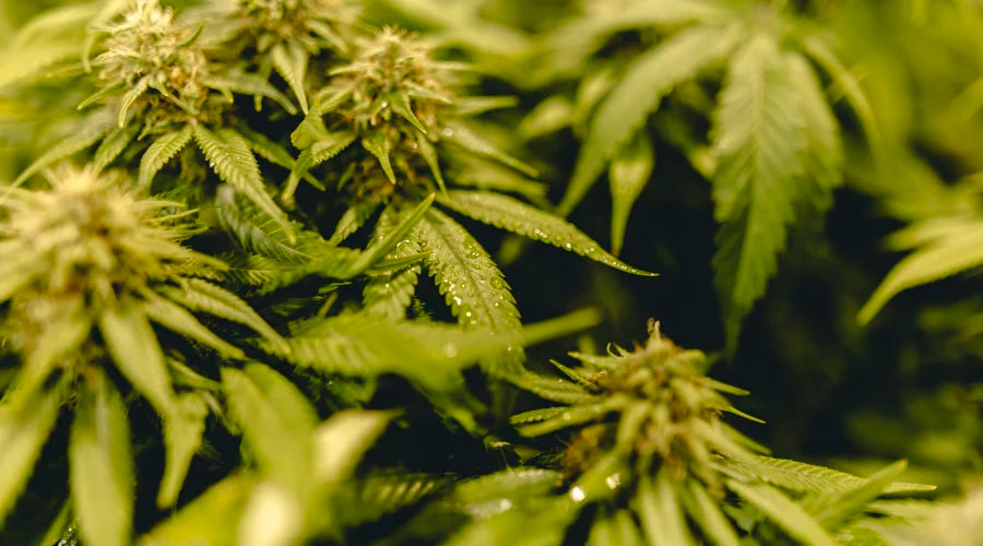 Exploring the Role of Plastic Bags in Maintaining a Clean Environment for Medicinal Mushroom Cultivation - thehemphaus