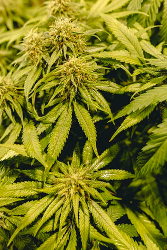 What types of plastic bags are best suited for growing medicinal mushrooms? - thehemphaus