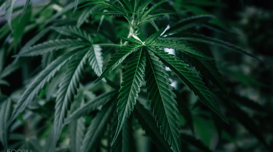 Is there a difference between hardwood log bags and other types of mushroom growing bags? - thehemphaus