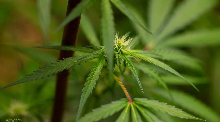 Are hardwood log bags available in different sizes? - thehemphaus