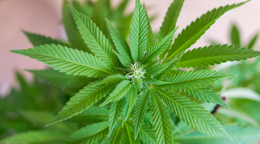 What are the main benefits of using hardwood log bags for mushroom cultivation? - thehemphaus