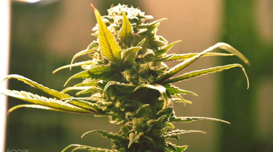 What types of mushrooms are typically grown in hardwood log bags? - thehemphaus