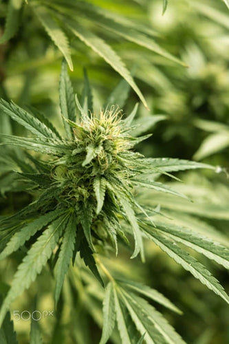 How long do hardwood log bags last? - thehemphaus