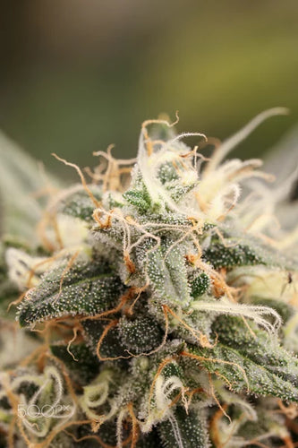 Explore Home Mushroom Cultivation with DIY Growing Kits - thehemphaus