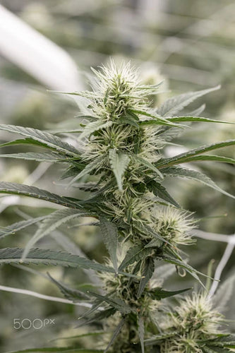 What is the expected life span of a ready-made bag? - thehemphaus