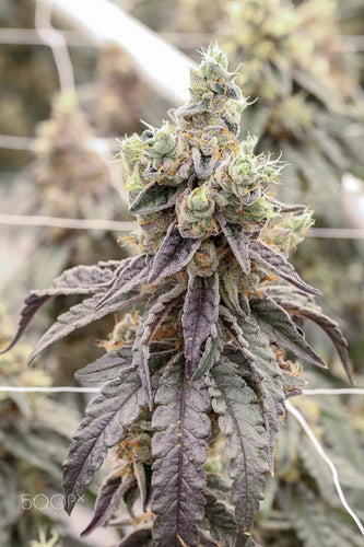 Exploring the Treatment Processes of Ready-Made Bags: A Look at Material Safety and Handling - thehemphaus