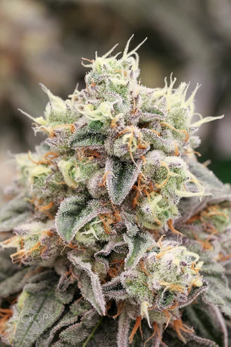 What is the cost of a ready-made bag? - thehemphaus