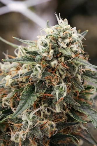 What is the size range of ready-made bags? - thehemphaus