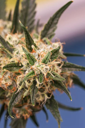 Support Your Body's Natural Joint Function with Our Herbal Blend - thehemphaus