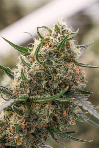 How Cordyceps May Support Natural Energy and Immune Health? - thehemphaus