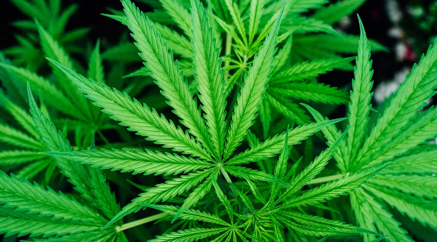 what does cordyceps mushroom do for men? - thehemphaus