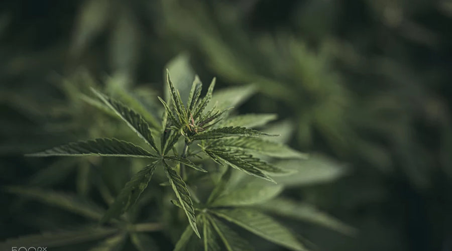 does cordyceps raise testosterone? - thehemphaus