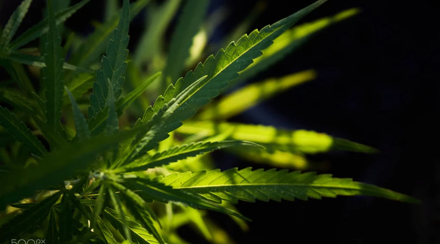 The Role of Reishi Mushrooms in Supporting Endocrine System Function and Hormonal Balance - thehemphaus