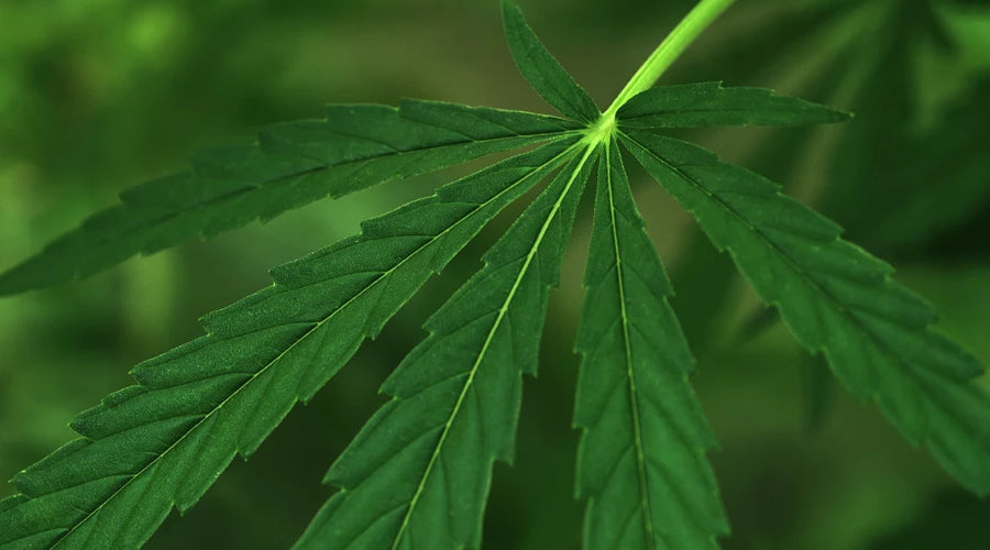 Is reishi good for hair growth? - thehemphaus