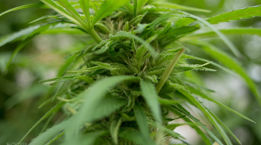 Exploring the Growth Phases of Plants: Identifying When CBG Levels Are Most Notable - thehemphaus