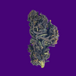 Load image into Gallery viewer, Alpen Gleaux Exotic CBD Hemp Flower, Indica hemp flower strain
 - thehemphaus